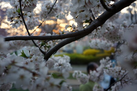 Cherry Blossom
