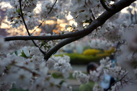 Cherry Blossom photo