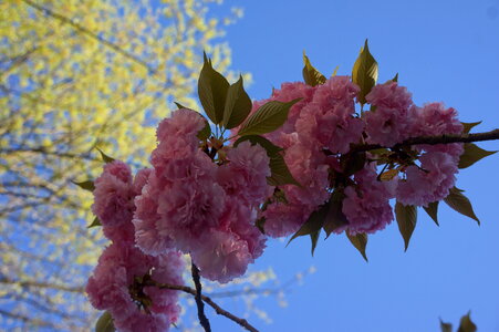 Cherry Blossom photo