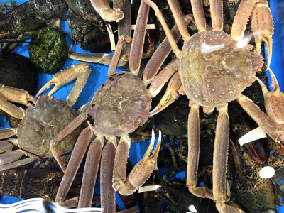 Fresh live crap in water for sell in Korean market photo