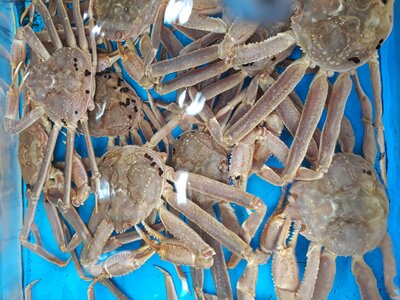 Fresh live crap in water for sell in Korean market photo