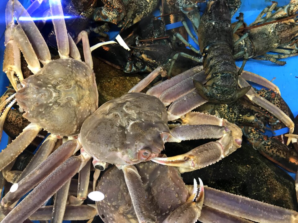 Fresh live crap in water for sell in Korean market
