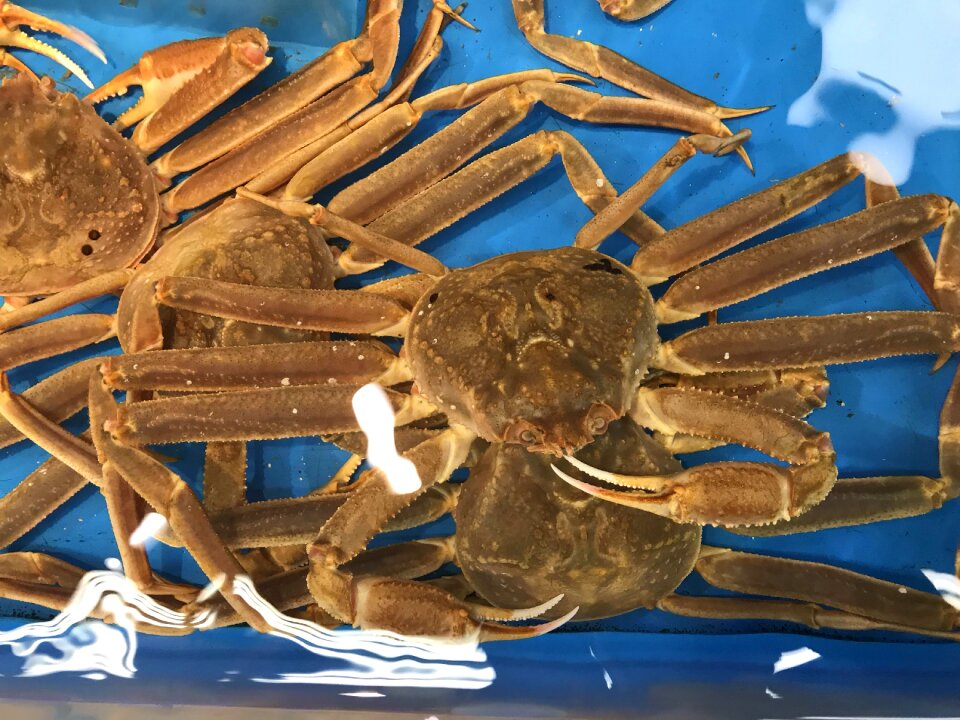 Fresh live crap in water for sell in Korean market