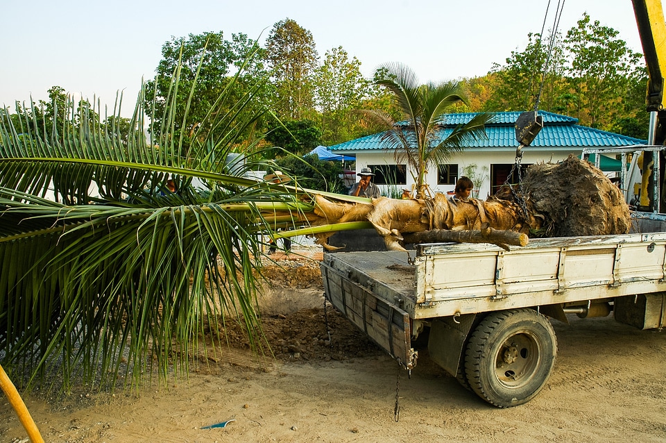 Trailers coconut tree truck mounted crane