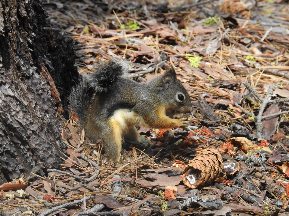 squirrel in Sequoia national park California, USA