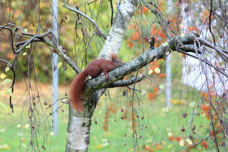 squirrel, tree