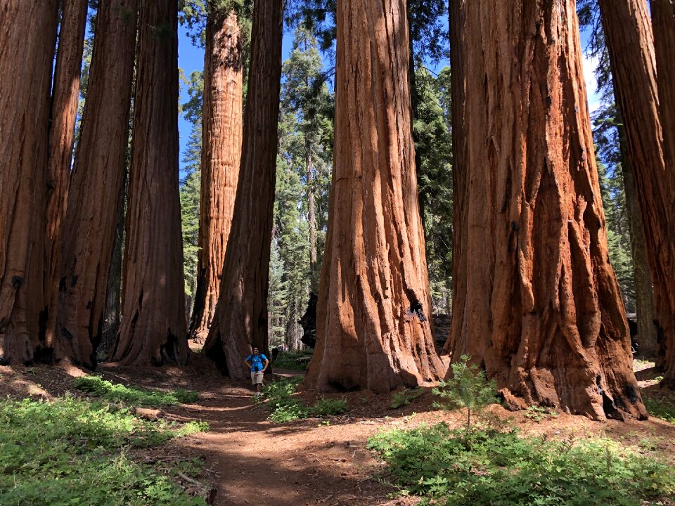 Hiker in Sequoia national park in California, USA