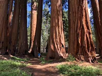 Hiker in Sequoia national park in California, USA photo