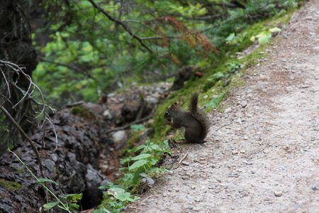 squirrel, banff national park, canadian rockies photo