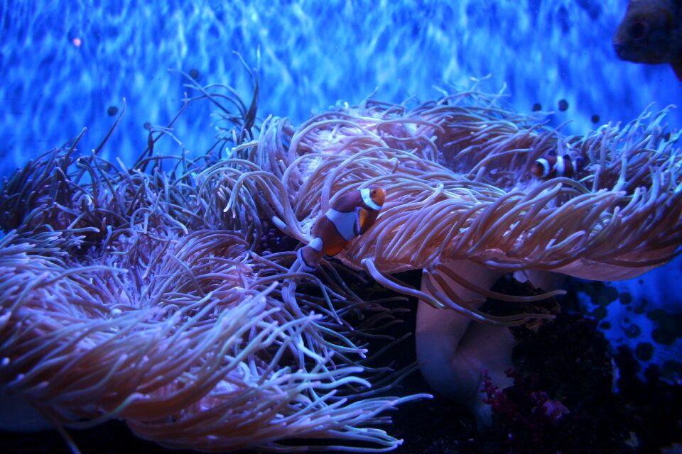 A Clown Anemonefish, or Clownfish, Amphiprion percula, sheltering photo