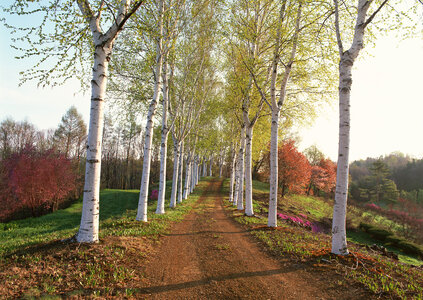 Country road,green trees