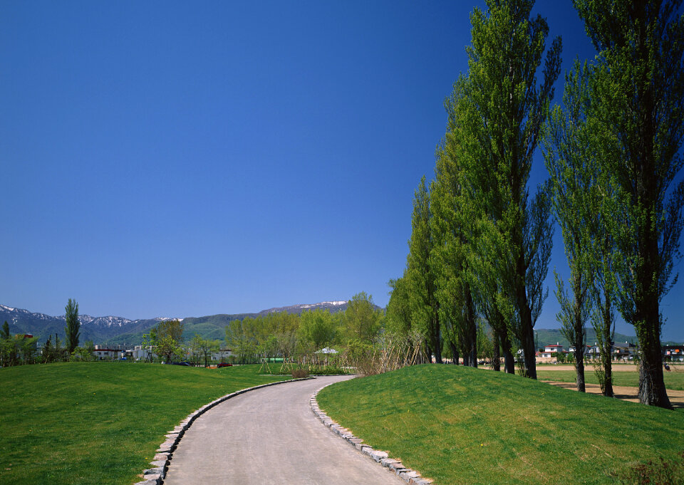Country road,green trees