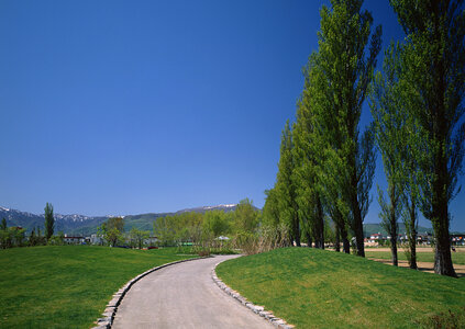 Country road,green trees