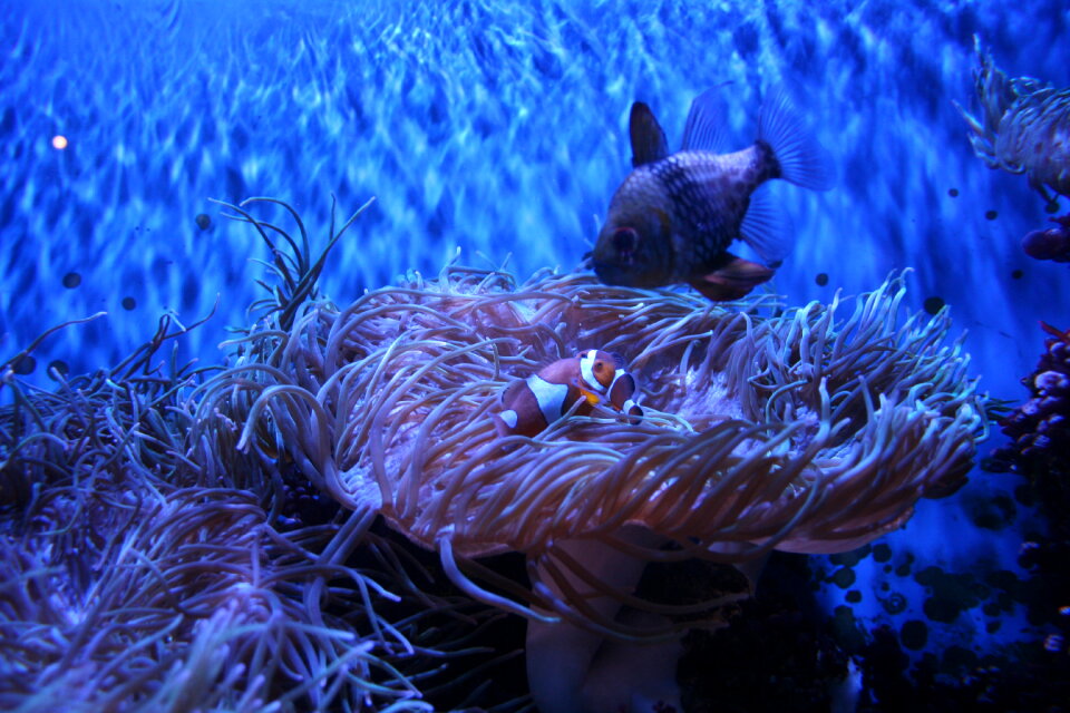 A Clown Anemonefish, or Clownfish, Amphiprion percula, sheltering photo