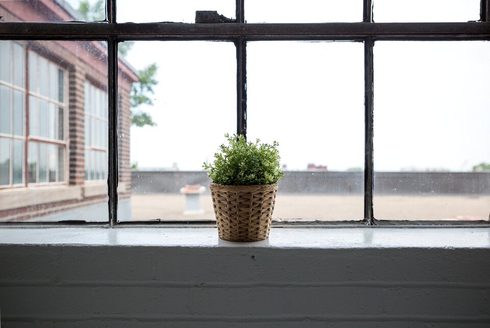 Fresh leaves in a green flower pot in front of a window.