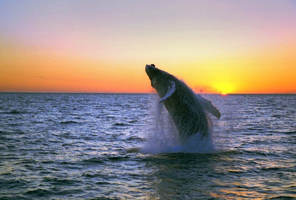 Whale show near Husavik City in Iceland