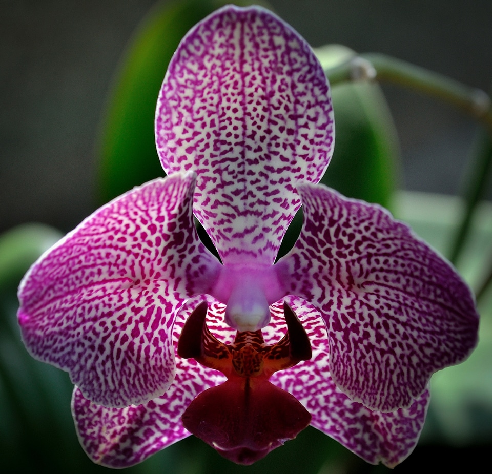 Speckled close-up isolated