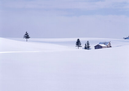 A Snow Scene And Trees in Hokkaido, Japan