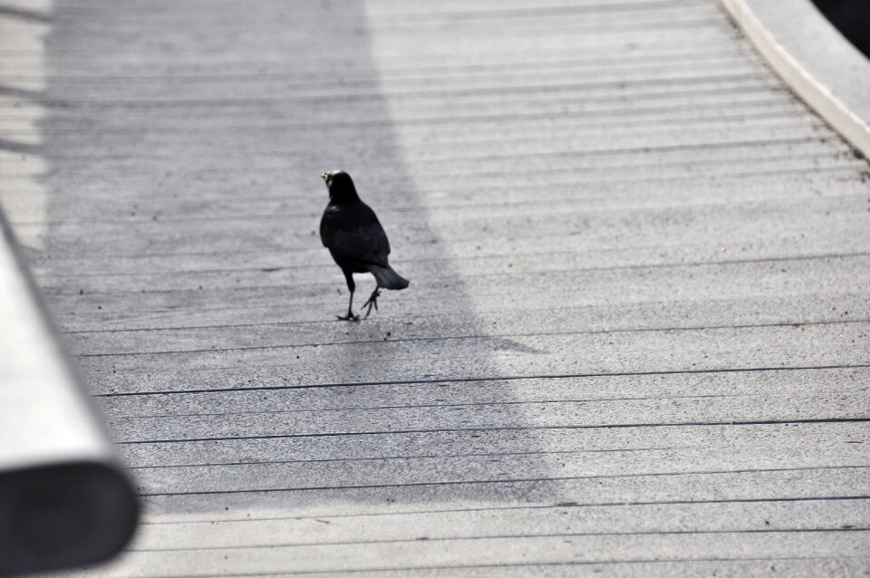 Raven, Corvus corax, single bird on snow, Yellowstone