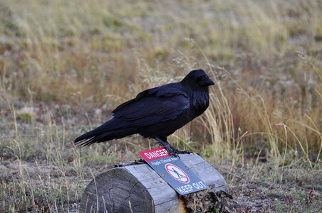 Raven, Corvus corax, single bird on snow, Yellowstone photo