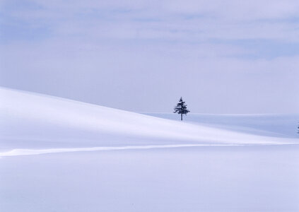 A Snow Scene And Trees in Hokkaido, Japan photo