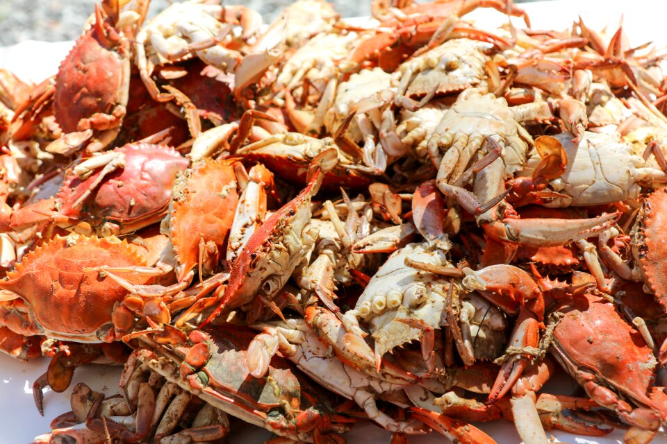 Steam crabs close up
