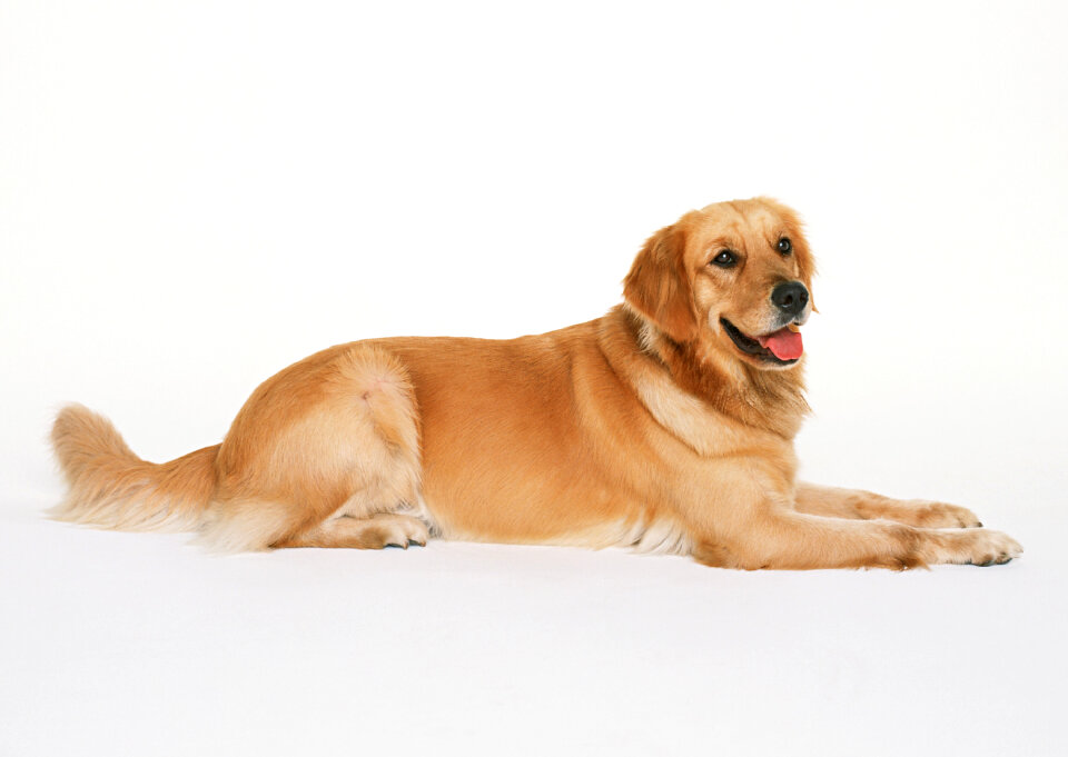 Golden retriever pet dog laying down