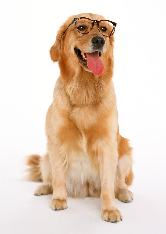 Golden retriever pet dog laying down