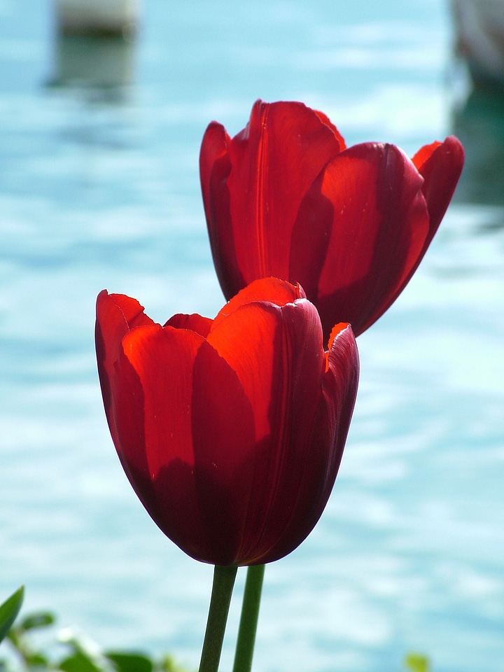 Lake backlighting flower