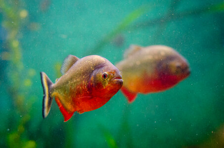 Tropical piranha fishes in a natural environment photo