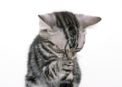funny black cat kitten