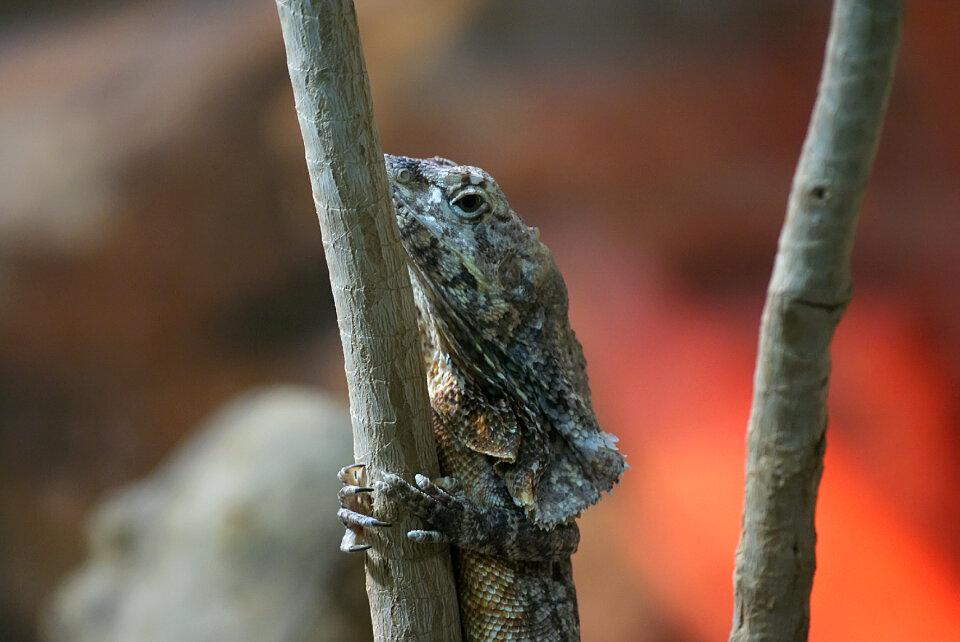 Green crested lizard, black face lizard