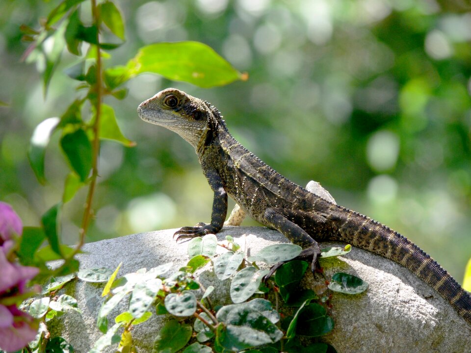 Green crested lizard, black face lizard, tree lizard