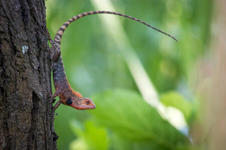 Brown lizard on the tree