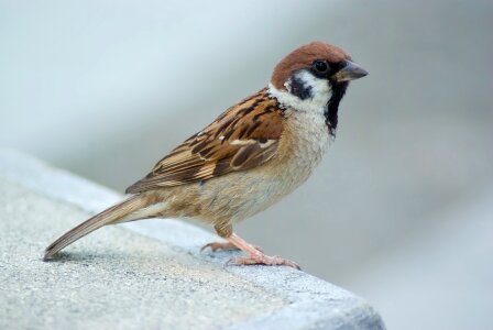 An Eurasian Tree-Sparrow photo