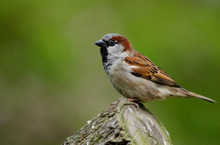 Tree sparrow photo