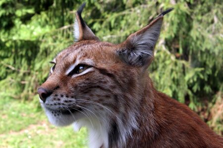 Close-up portrait of an Eurasian Lynx photo