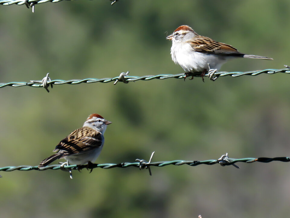 Chipping sparrow perched on a barbed wire