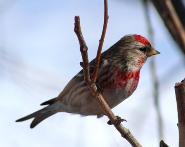 Bird on a branch photo