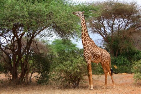 Young adult giraffe eating leaves