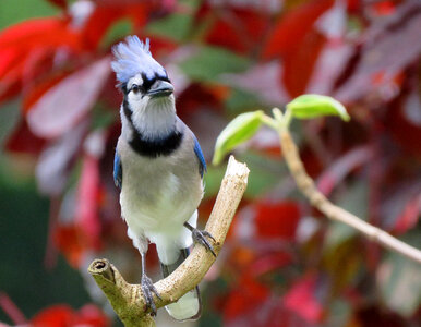 A Blue Jay perched on tree branch photo