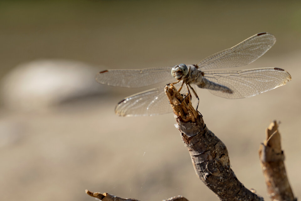 Ruddy Darter Dragonfly perched on stalk