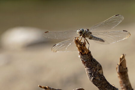 Ruddy Darter Dragonfly perched on stalk photo