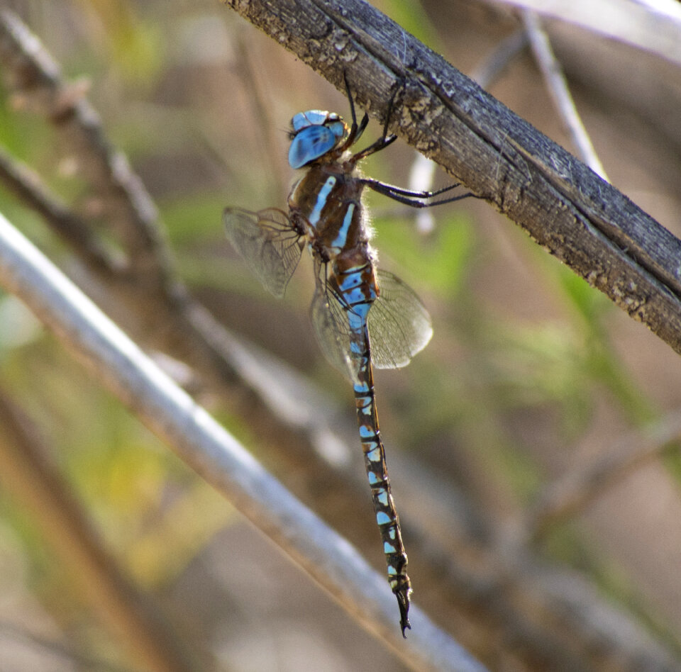 Dragonfly in the nature