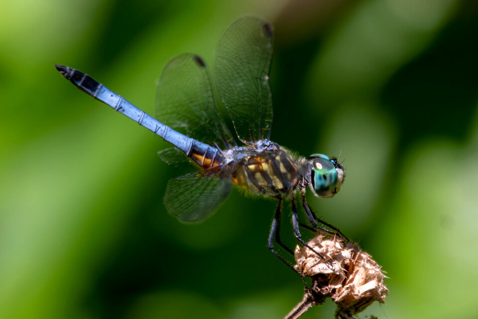 Blue Dasher Dragonfly