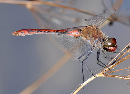 Dragonfly Leucorrhinia pectoralis on the plant