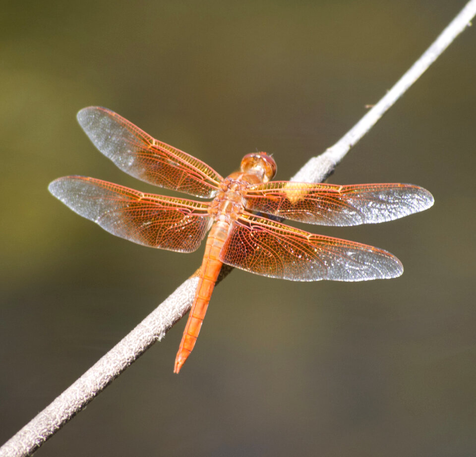 Dragonfly in the nature