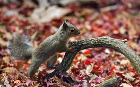 Squirrel, Autumn, acorn and dry leaves