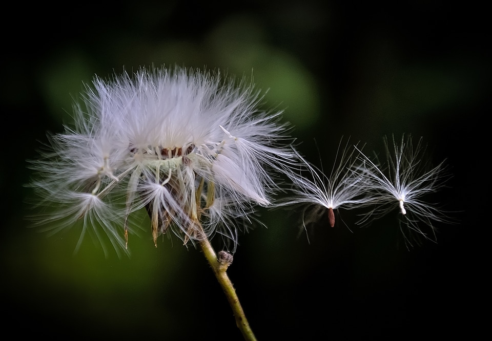 Flower white plant