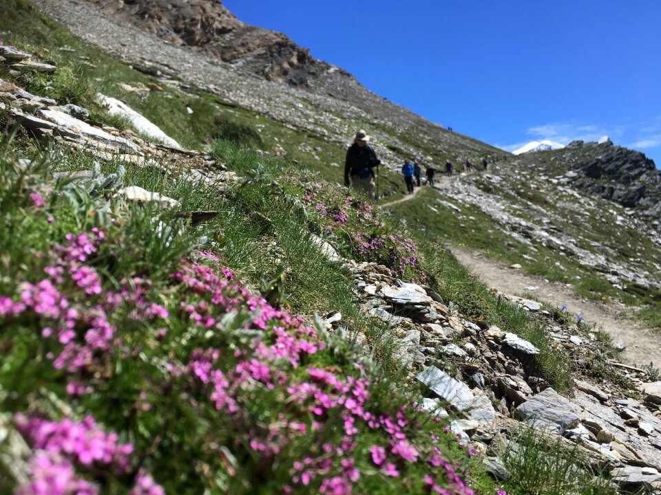 hikers team in the mountains. Matterhorn. Swiss Alps